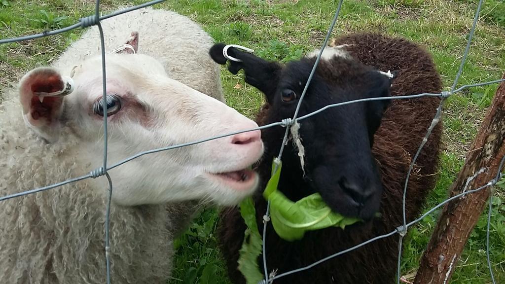 Lomatila Ollila Farm Stay ケリマキ エクステリア 写真